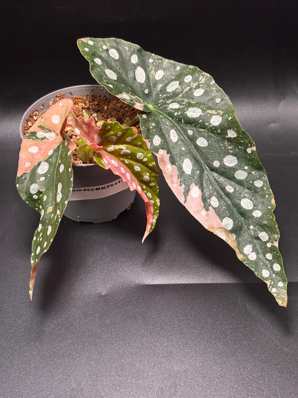 Begonia Maculata Pink Variegata 3