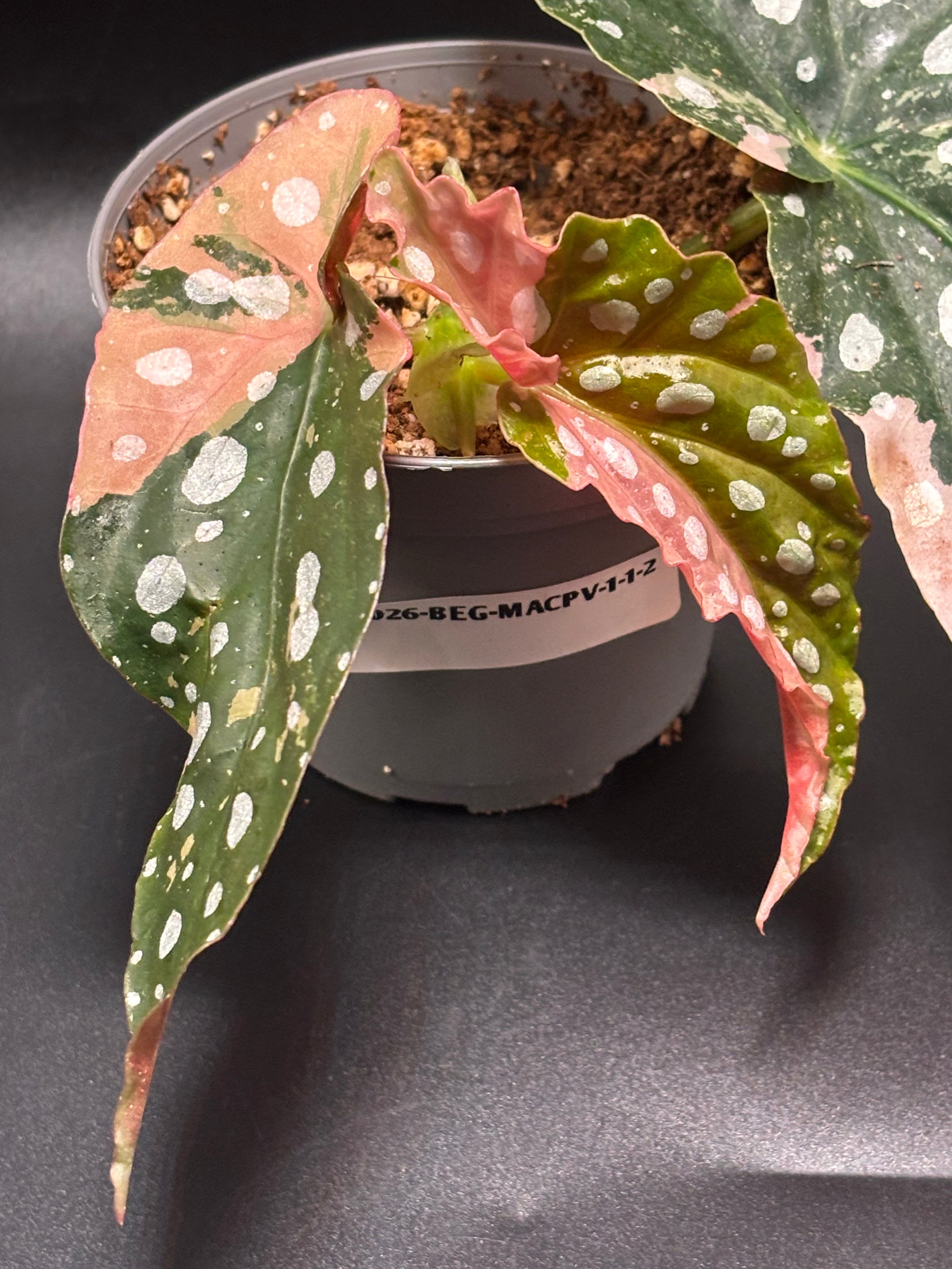 Begonia Maculata Pink Variegata 3