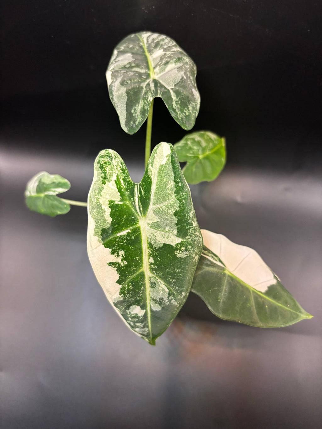 Alocasia micholitziana ‘Frydek Albo Variegata’ 1