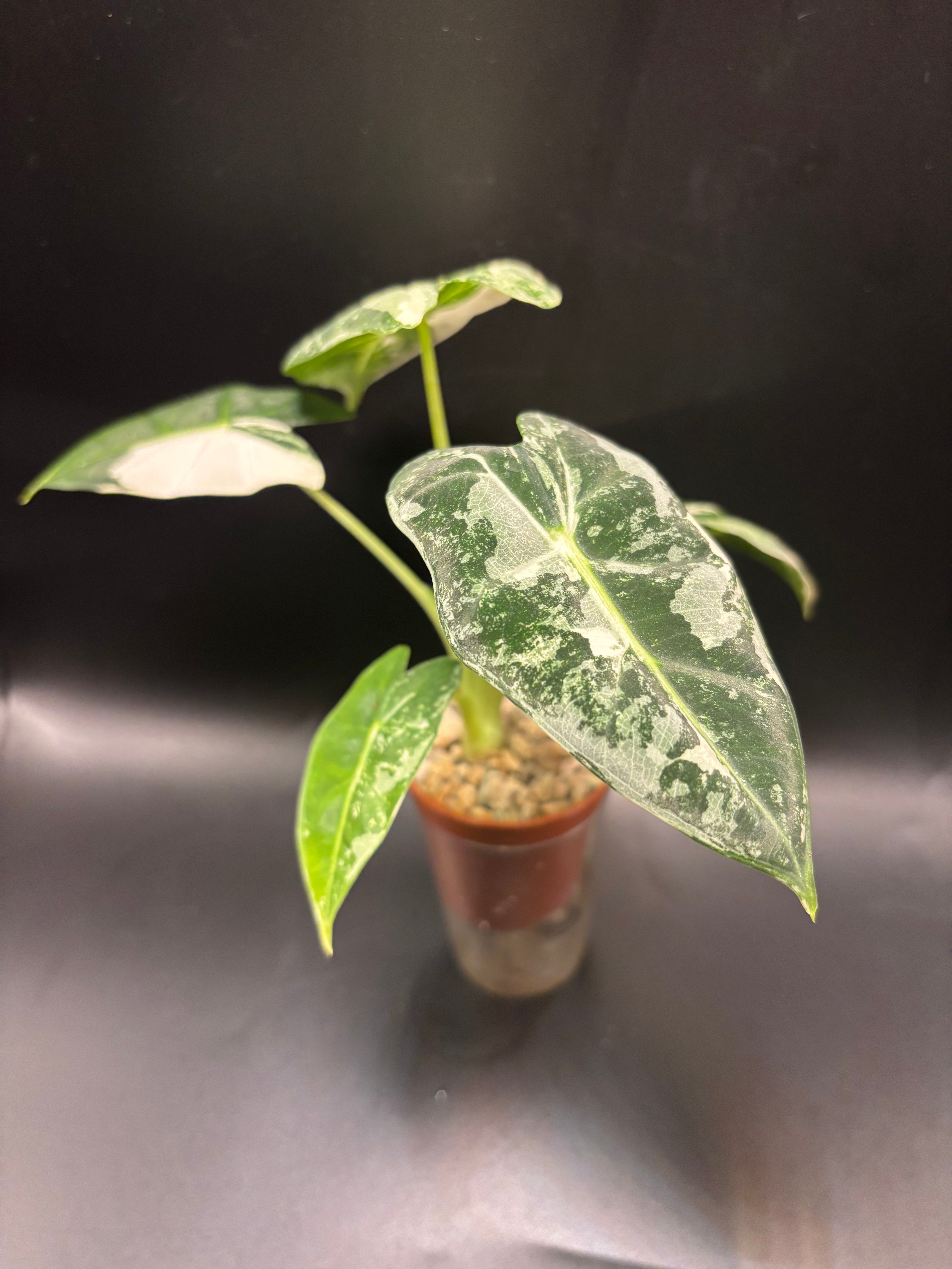 Alocasia micholitziana ‘Frydek Albo Variegata’ 1