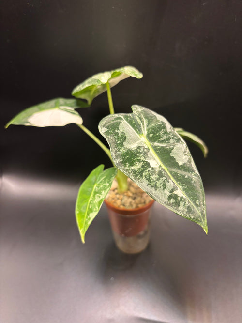 Alocasia micholitziana ‘Frydek Albo Variegata’ 1