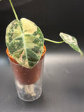 Alocasia Black Velvet Pink Variegata 2