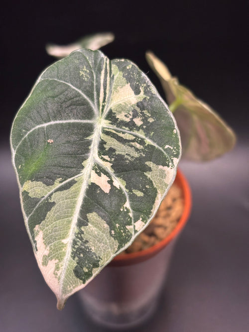 Alocasia Black Velvet Pink Variegata 2
