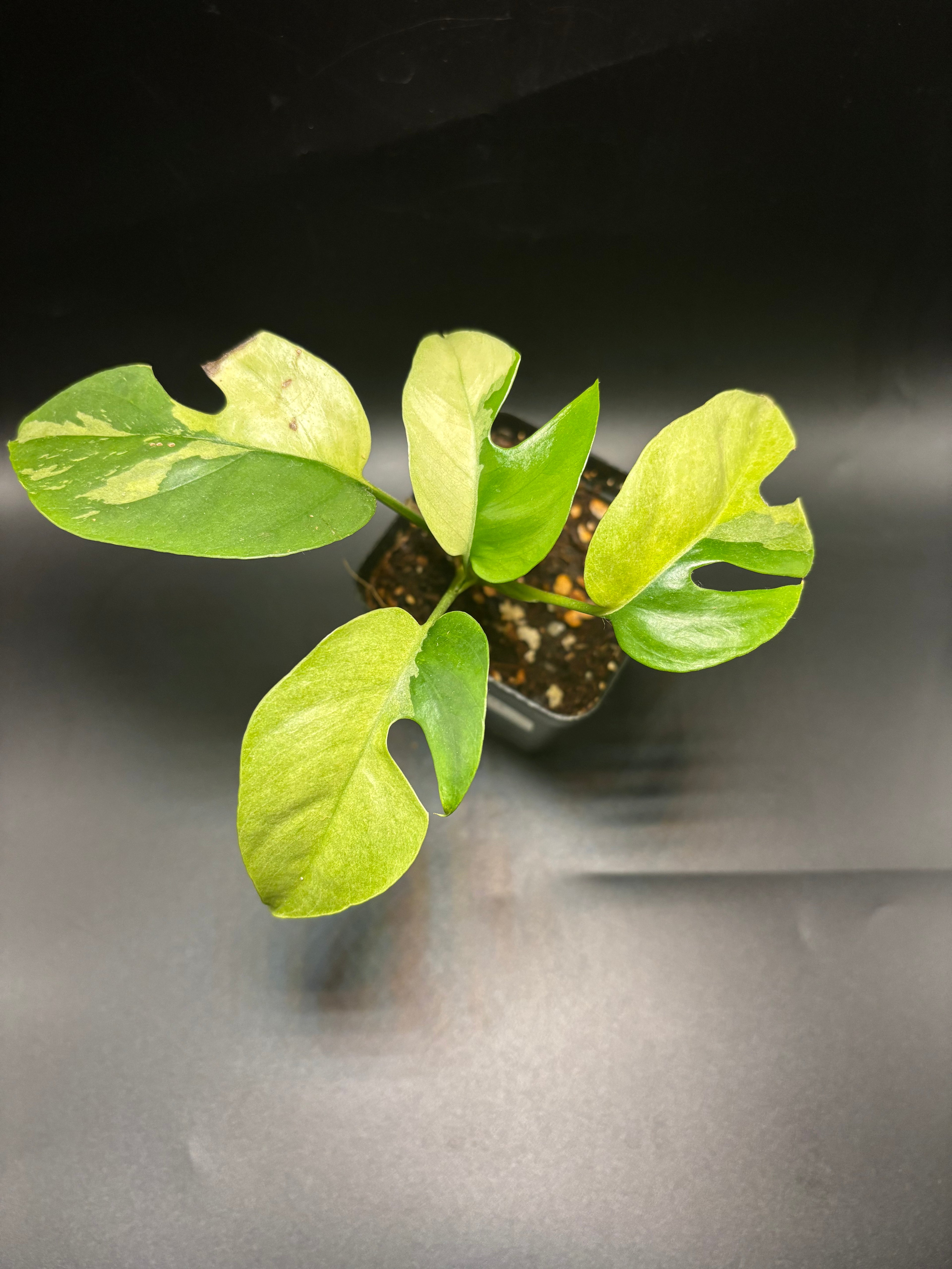 Raphidophora Tetrasperma Albo Variegata 2
