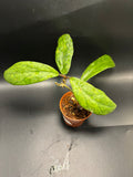 Hoya Finlaysonii 1