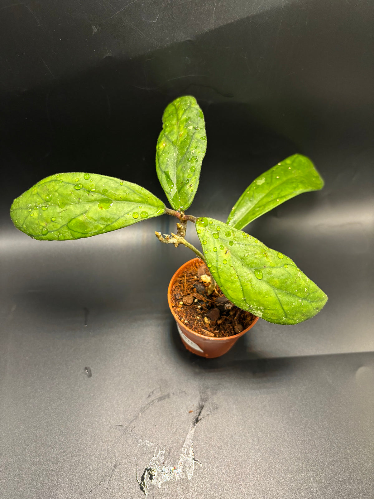 Hoya Finlaysonii 1